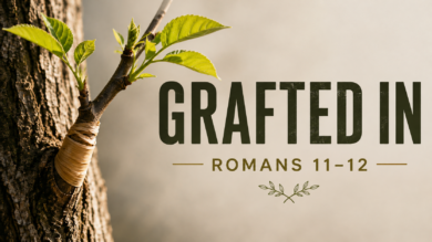 8.30.26 – Romans 11/12 – Grafted In